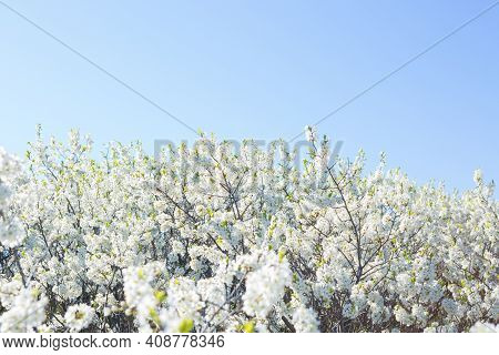White Oriental Cherry In Spring Over Clear Blue Sky