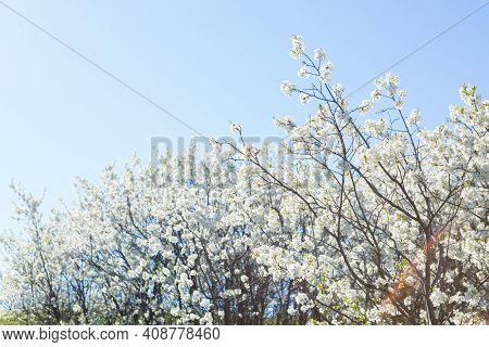 White Oriental Cherry In Spring Over Clear Blue Sky