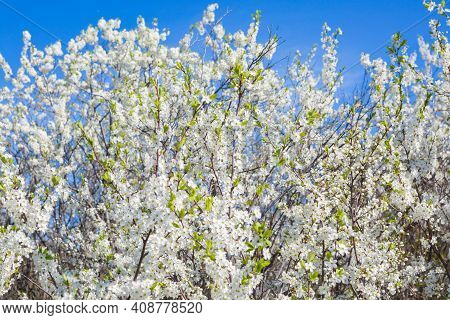 White Oriental Cherry In Spring Over Clear Blue Sky