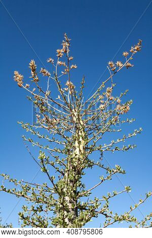 Flowering Top Of A Boojum Tree Or Cirio Fouquieria Columnaris In Baja California, Mexico