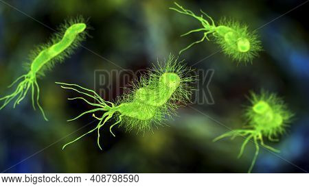 Helicobacter Pylori, Bacterium Colonizing Stomach And Associated With Gastric And Duodenal Ulcer, 3d
