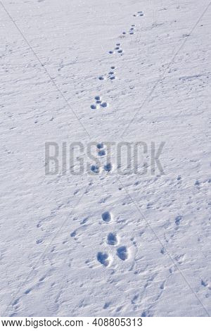 Animal Tracks In The Snow In A Minmalistic Image