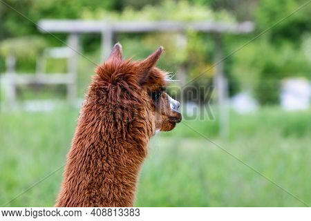 Red Brown Beautiful Alpaca Head With Long Neck, Photographed From Behind Sideways, The Animal Is Sta