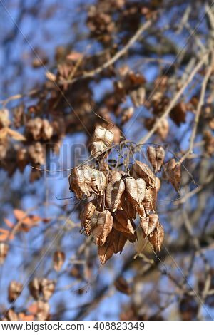 Golden Rain Tree Branch With Seed Pods - Latin Name - Koelreuteria Paniculata