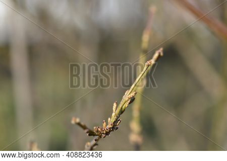 Weeping Forsythia Branch With Flower Buds - Latin Name - Forsythia Suspensa