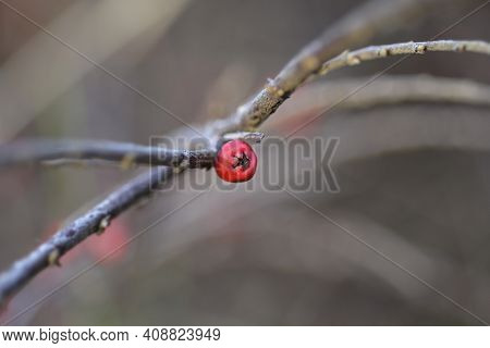 Rock Cotoneaster Red Berry - Latin Name - Cotoneaster Horizontalis