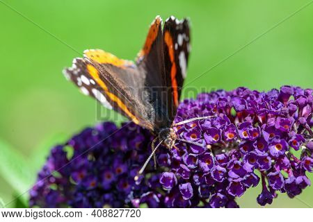 Red Admiral, Vanessa Atalanta, Butterflies On Buddleja Flower Or Butterfly Bush. High Quality Photo