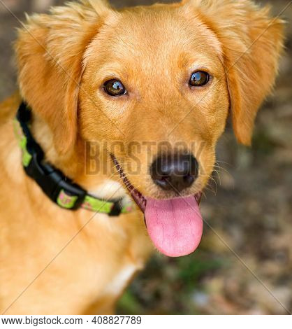 Dog Happy Is A Closeup Of A Cute Adorable Puppy Dog With His Tongue Hanging Out Of His Mouth And A H