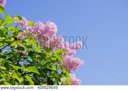 View On The Pink Flowers Of The Lilac - With Space For Text Or Other Ideas.lilac Branches On A Backg