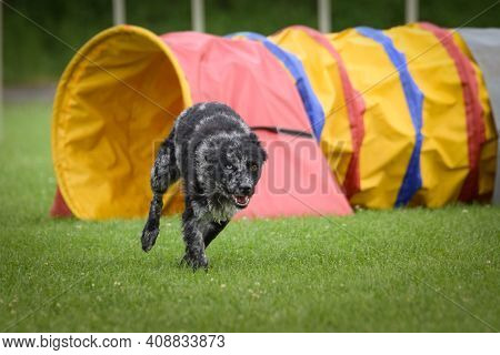 Dog, Mudi In Agility.  Amazing Evening, Hurdle Having Private Agility Training For A Sports Competit