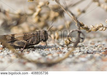 Close-up Of Large Beautiful Brown Grasshopper In Dry Grass. Close-up Dark Brown Grasshopper, Locusts
