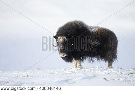 Male Musk Ox Standing In Snowy Dovrefjell Mountains, Winter In Norway.