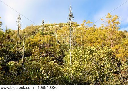 Chaparral Plants On A Rural Hillside At A Chaparral Woodland Taken In The Rural Southern California 