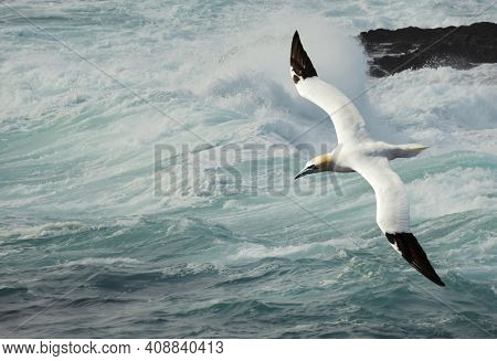 Close Up Of A Northern Gannet (morus Bassana) In Flight Against Stormy Waters, Uk.