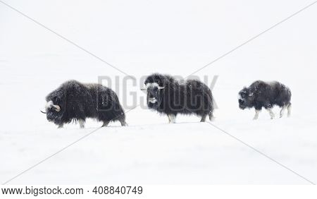 Musk Oxen (ovibos Moschatus) With A Young Musk Ox In Snowy Dovrefjell Mountains During Cold Winter I