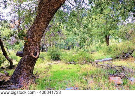Oak Trees Besides A Lush Meadow On A Creekbed At A Riparian Woodland Taken In The Rural Southern Cal
