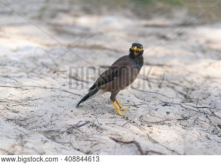 Bird On The Beach. Myna Ordinary, Or Indian Myna (acridotheres Tristis), Collects Food On The Ground