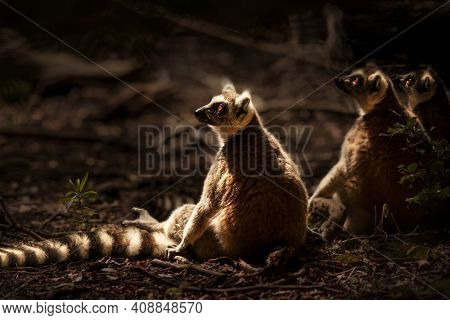 Three Nice Lemurs Sitting on the Ground and Enjoying Bright Sun Light. Ring-tailed Lemur. Wild Animals of South Africa.