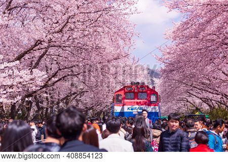 Jinhae, South Korea - March 30,2019: Cherry Blossom With Train In Spring In Korea Is The Popular Che