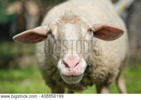 Cute Adorable Wool Sheep Face Portrait Close Up, Ovine Animals Breeding
