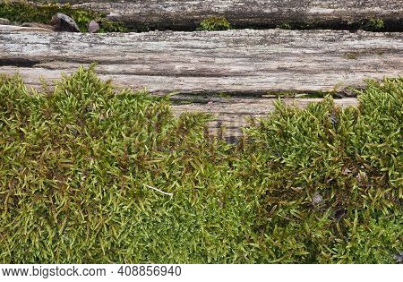Moss (plantae Bryophyta) Plant Growing On Tree