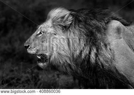 Black and White Photo of a Big Angry Roaring Lion. Profile Portrait of the King of the Jungle. Big Five. Safari Game Drive. Wild Animals of South Africa.