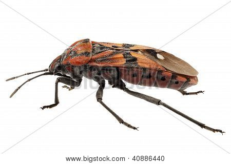 Negro y rojo tierra Bug especies Spilostethus Pandurus