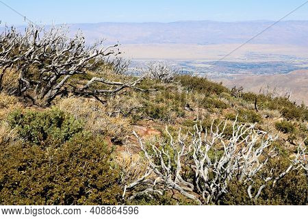 Burnt Chaparral Plants Caused From A Past Wildfire Overlooking The Colorado Desert Including The Cit
