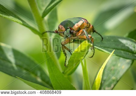 Front View Of A Green June Beetle (cotinis Nitida). Raleigh, North Carolina.