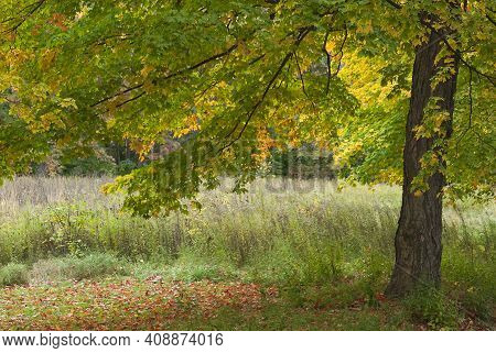 A Maple Tree Drops It's Leaves In A Pool Under The Tree In The Forest At Ryerson Conservation Area I