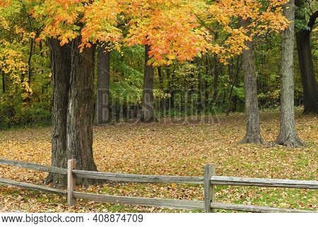 A Maple Tree Stands Behind A Fence In Fall Season At Ryerson Woods Conservation Area In Lake County,