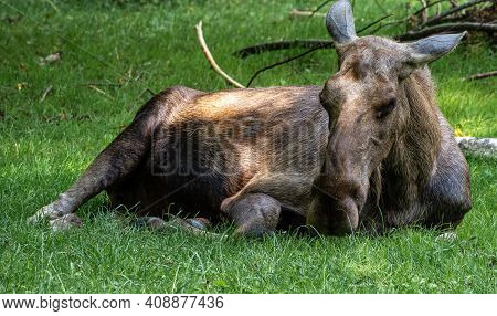 European Moose, Alces Alces, Also Known As The Elk. Wild Life Animal.