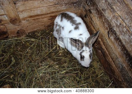 small spotted and nice rabbit