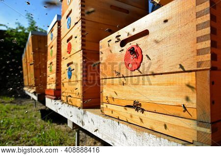 Bees Flying Around Beehive. Beekeeping Concept. Apiary In The Garden.