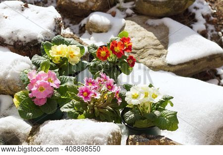 Closeup View Flower Primula In Snow. Spring Flower Ornamental Primula With Green Leaves. View From A