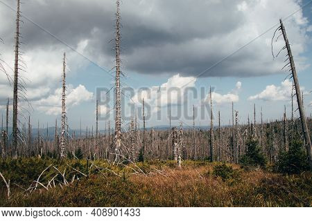 Desolate Landscape After A Raid On A Chicken Coop In The Šumava Forests. Devastation Of The Landscap