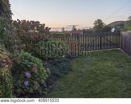 Sunset View Of Country House Garden In Autumn With Beautiful Various Hydrangea Flowers And Climbing 