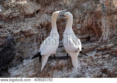 Two Gannets Cuddle With Each Other, Beaks Together. Welcome After Landing On A Rock. Sea In The Back