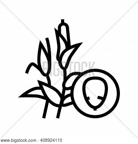 Corn Groat Line Icon Vector. Corn Groat Sign. Isolated Contour Symbol Black Illustration