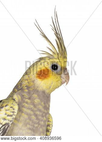 Head Shot Of Female Cockatiel Bird Aka Nymphicus Hollandicus. Looking Curious To Camera. Isolated On