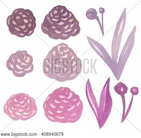Watercolor Viloet Purple Flower Illustration, Leaf And Berries.