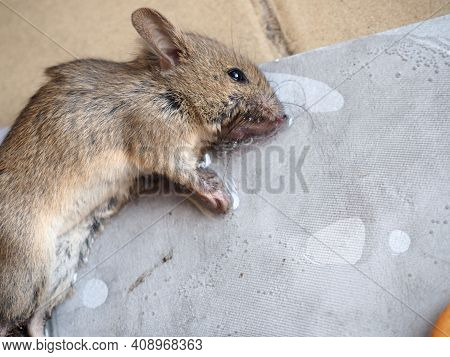Dead Mouse On Glue. Mousetrap For Domestic Rodents. A Gray Mouse Or Rat Lies Bogged Down In A Sticky