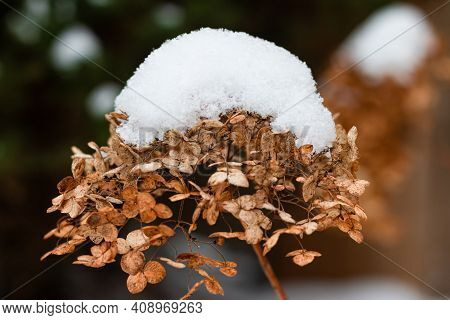 Incrediball Hydrangea Dry Flower Head With Snow