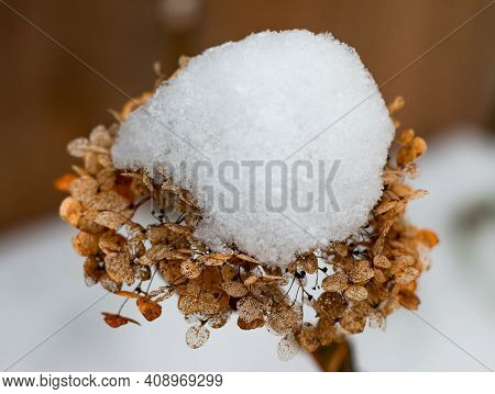 Incrediball Hydrangea Dry Flower Head With Snow