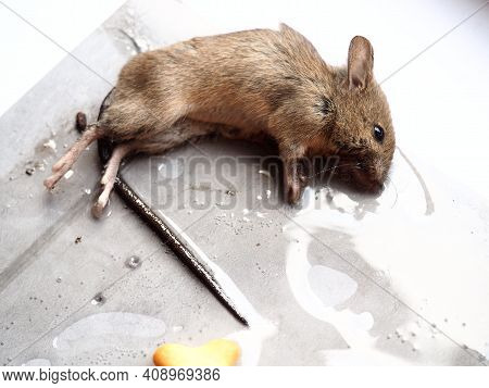 Dead Mouse On Glue. Mousetrap For Domestic Rodents. A Gray Mouse Or Rat Lies Bogged Down In A Sticky