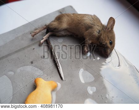 Dead Mouse On Glue. Mousetrap For Domestic Rodents. A Gray Mouse Or Rat Lies Bogged Down In A Sticky