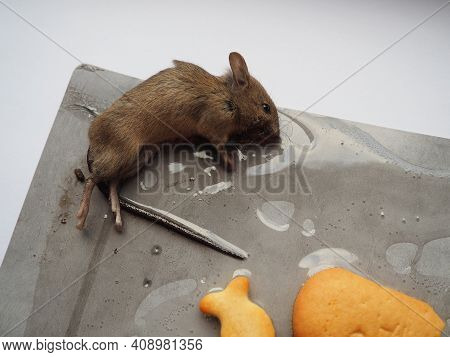 Dead Mouse On Glue. Mousetrap For Domestic Rodents. A Gray Mouse Or Rat Lies Bogged Down In A Sticky
