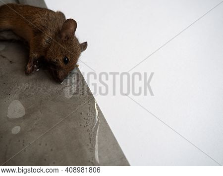 Dead Mouse On Glue. Mousetrap For Domestic Rodents. A Gray Mouse Or Rat Lies Bogged Down In A Sticky