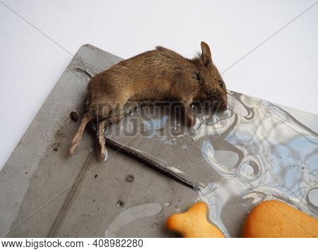 Dead Mouse On Glue. Mousetrap For Domestic Rodents. A Gray Mouse Or Rat Lies Bogged Down In A Sticky