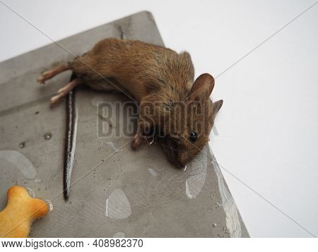 Dead Mouse On Glue. Mousetrap For Domestic Rodents. A Gray Mouse Or Rat Lies Bogged Down In A Sticky